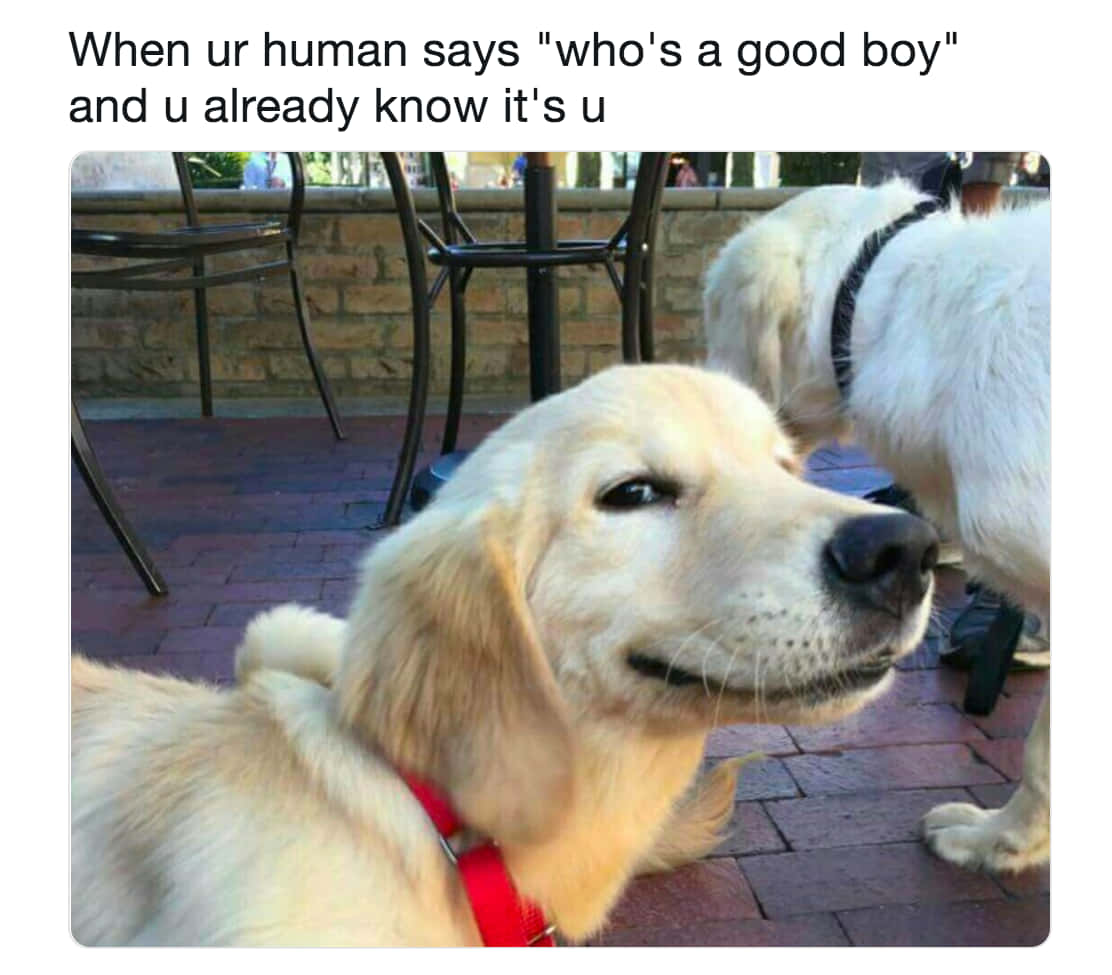 Cute Smirk Dog Meme Picture