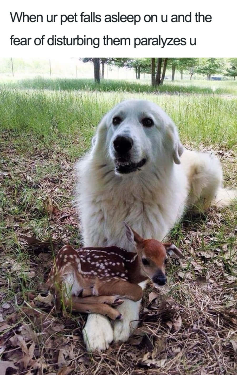 Cute Dog Deer Meme Picture