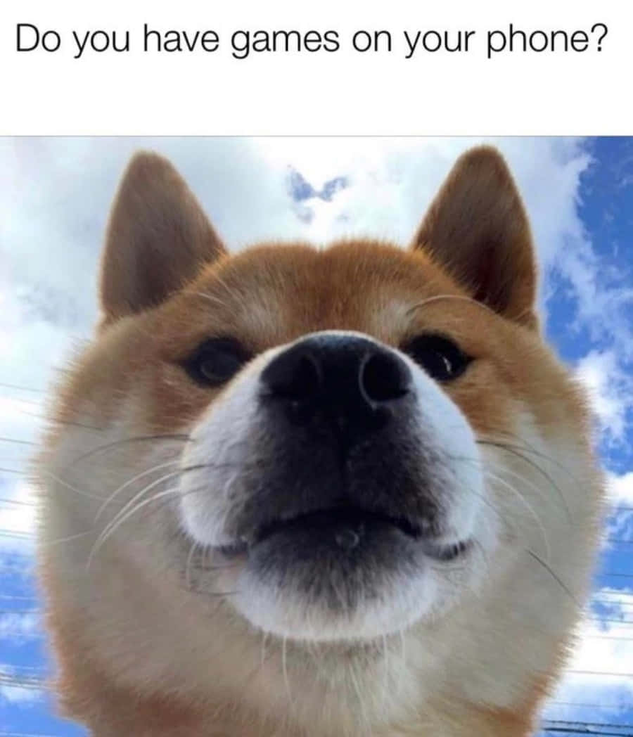 Shiba Cute Dog Meme Pictures