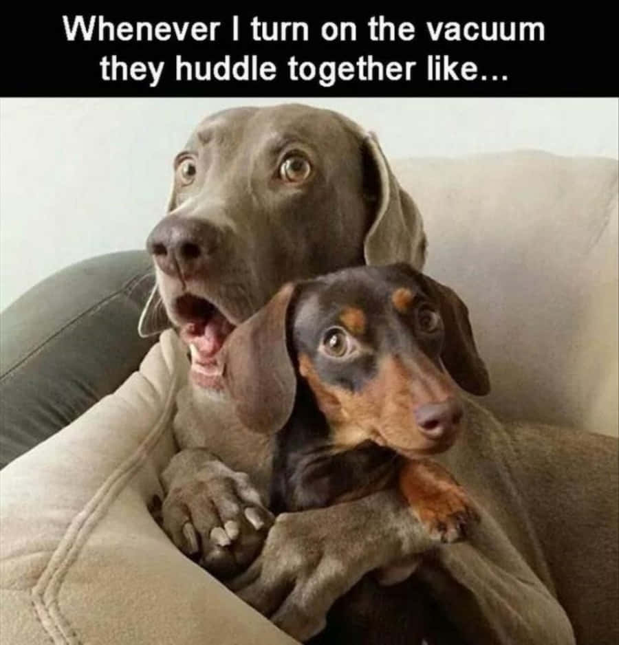 Dog Friends Shocked Meme Picture