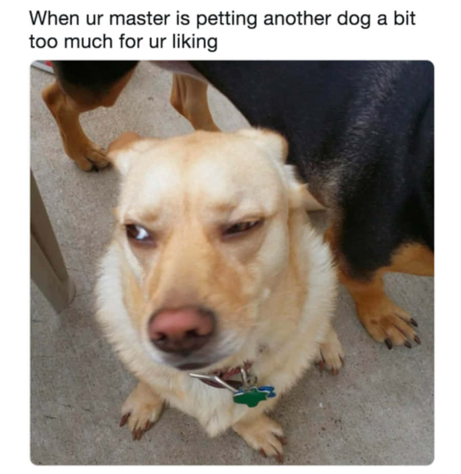 Dog Eye Roll Meme Picture