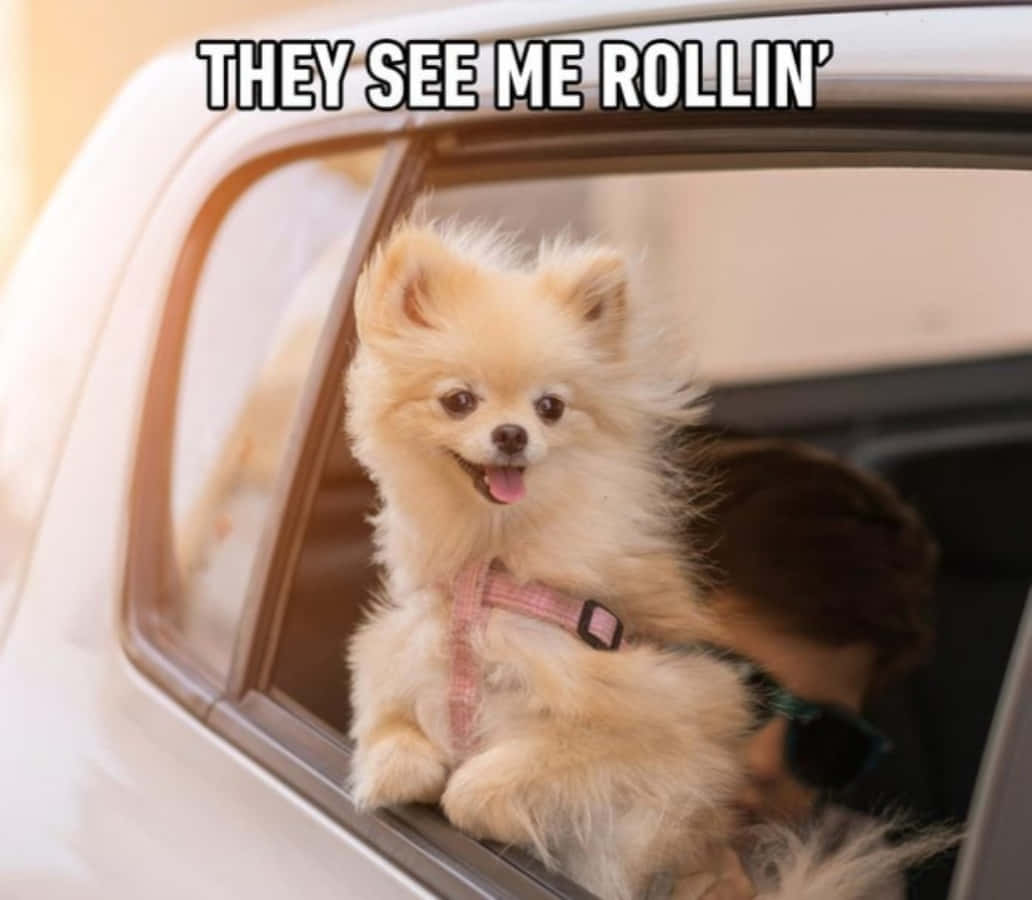 Dog Car Ride Meme Picture