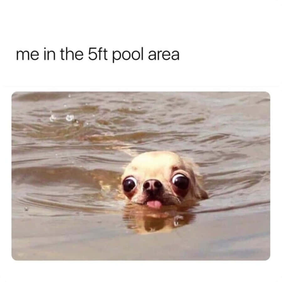 Silly Dog Swimming Meme Picture