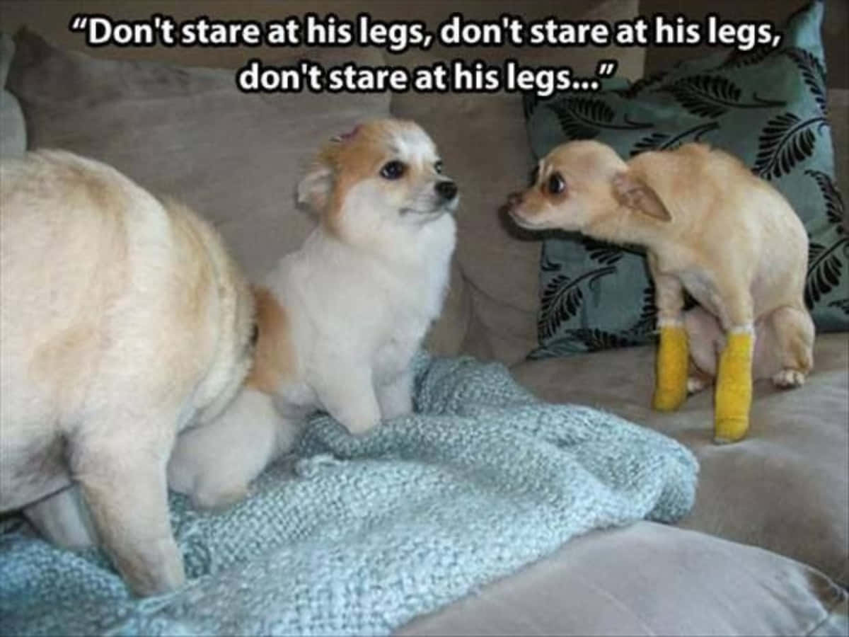 Funny Dog Friends Meme Picture