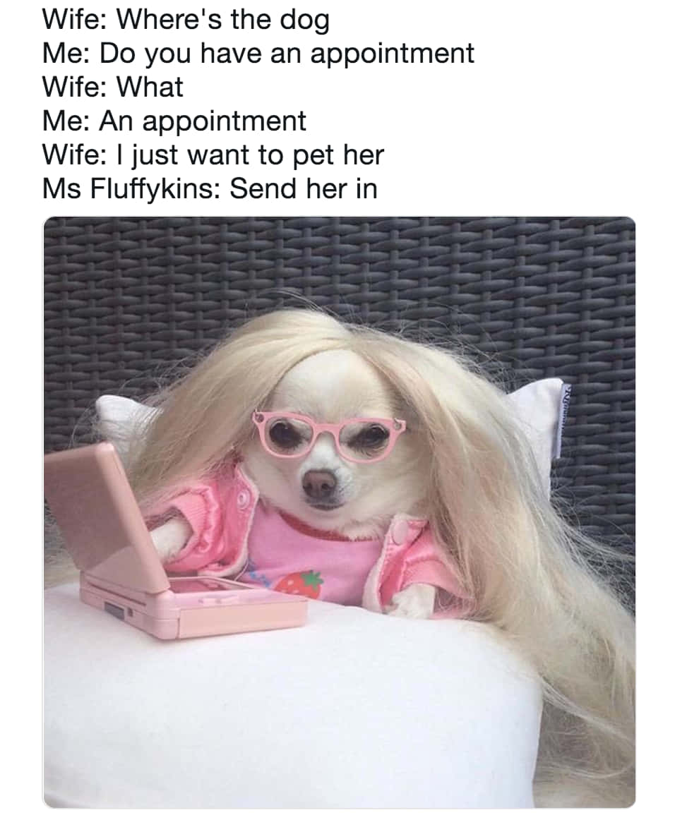 Blonde Wig Dog Meme Picture