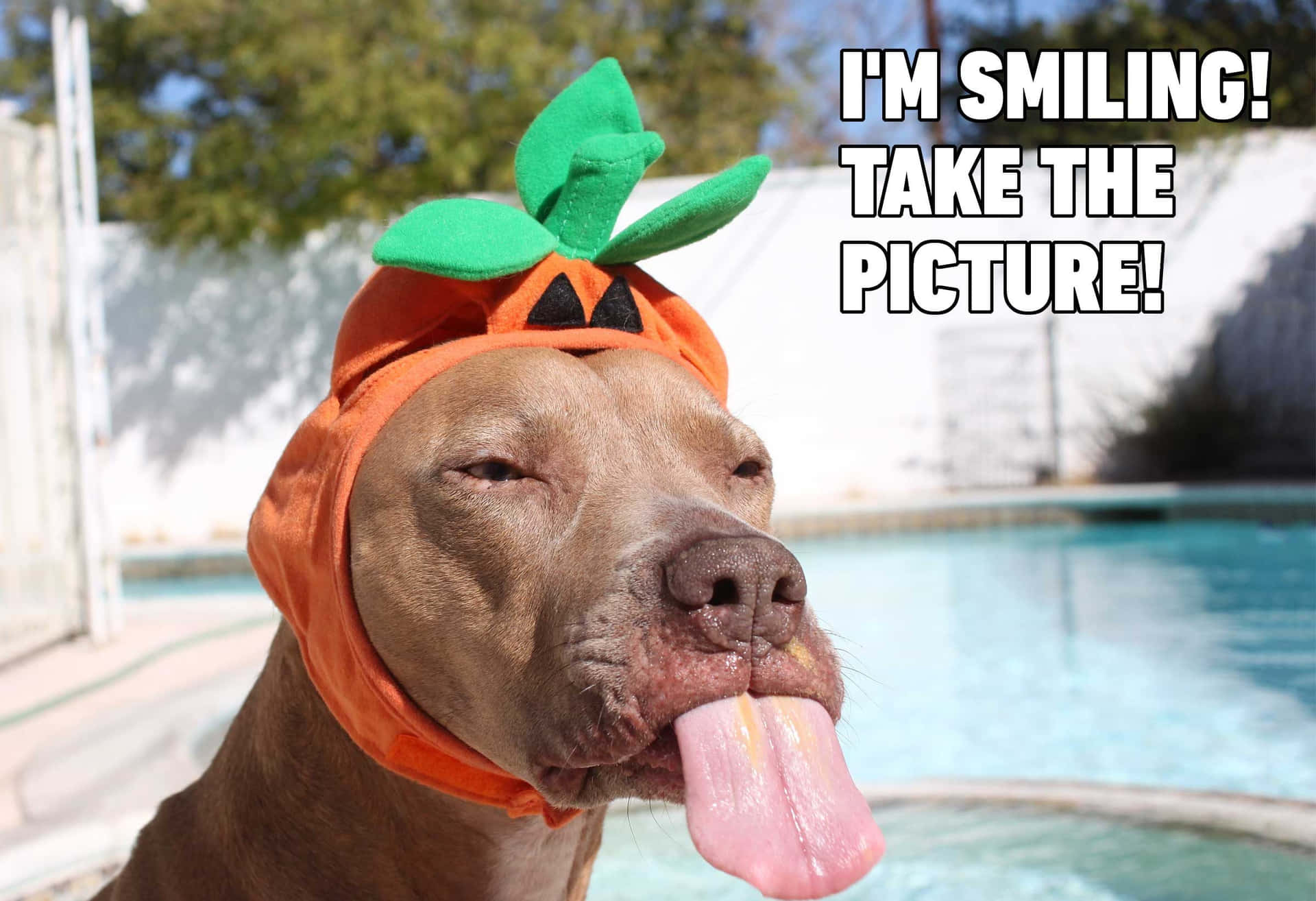 Cute Pumpkin Dog Meme Picture