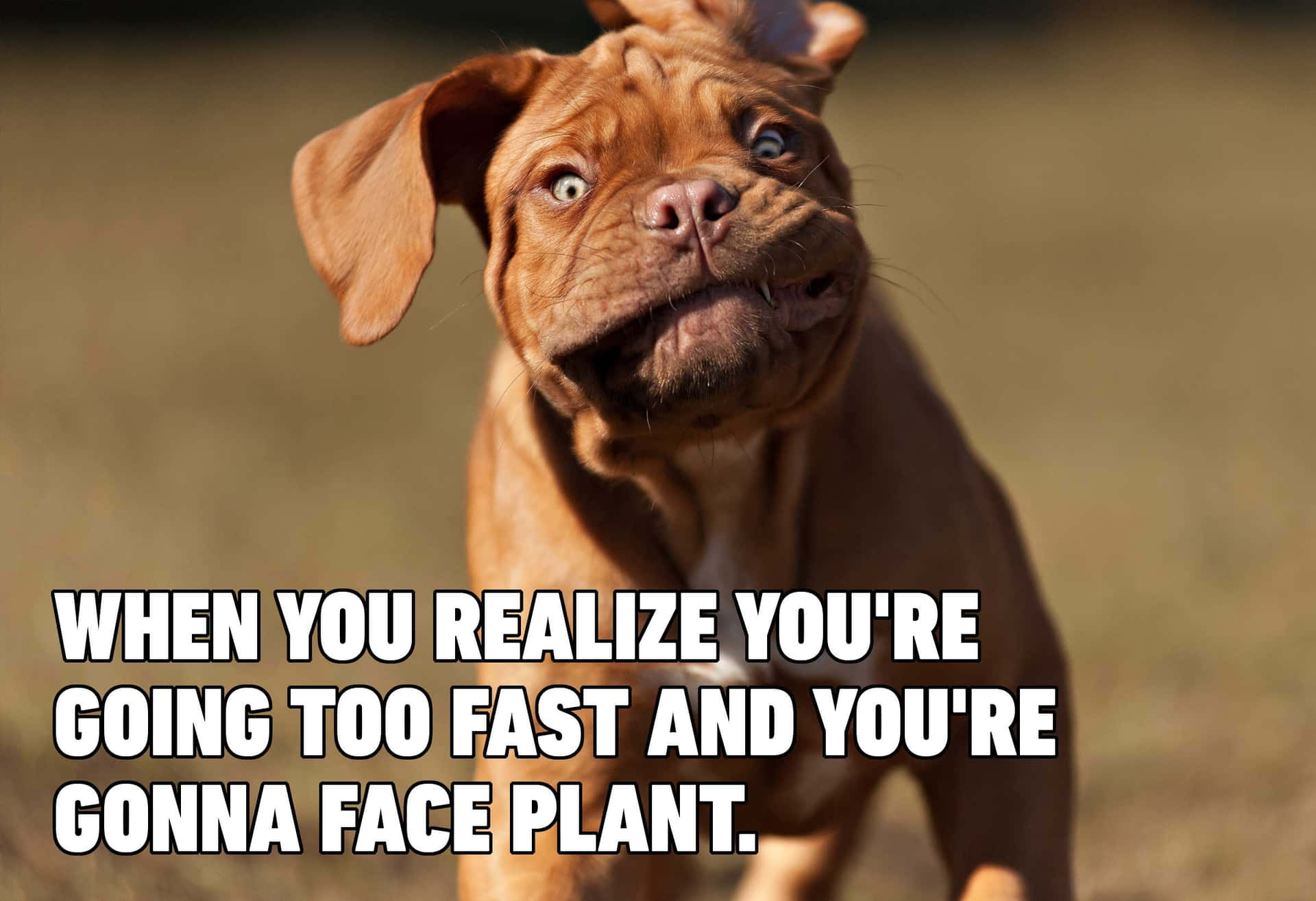 Running Silly Dog Meme Picture