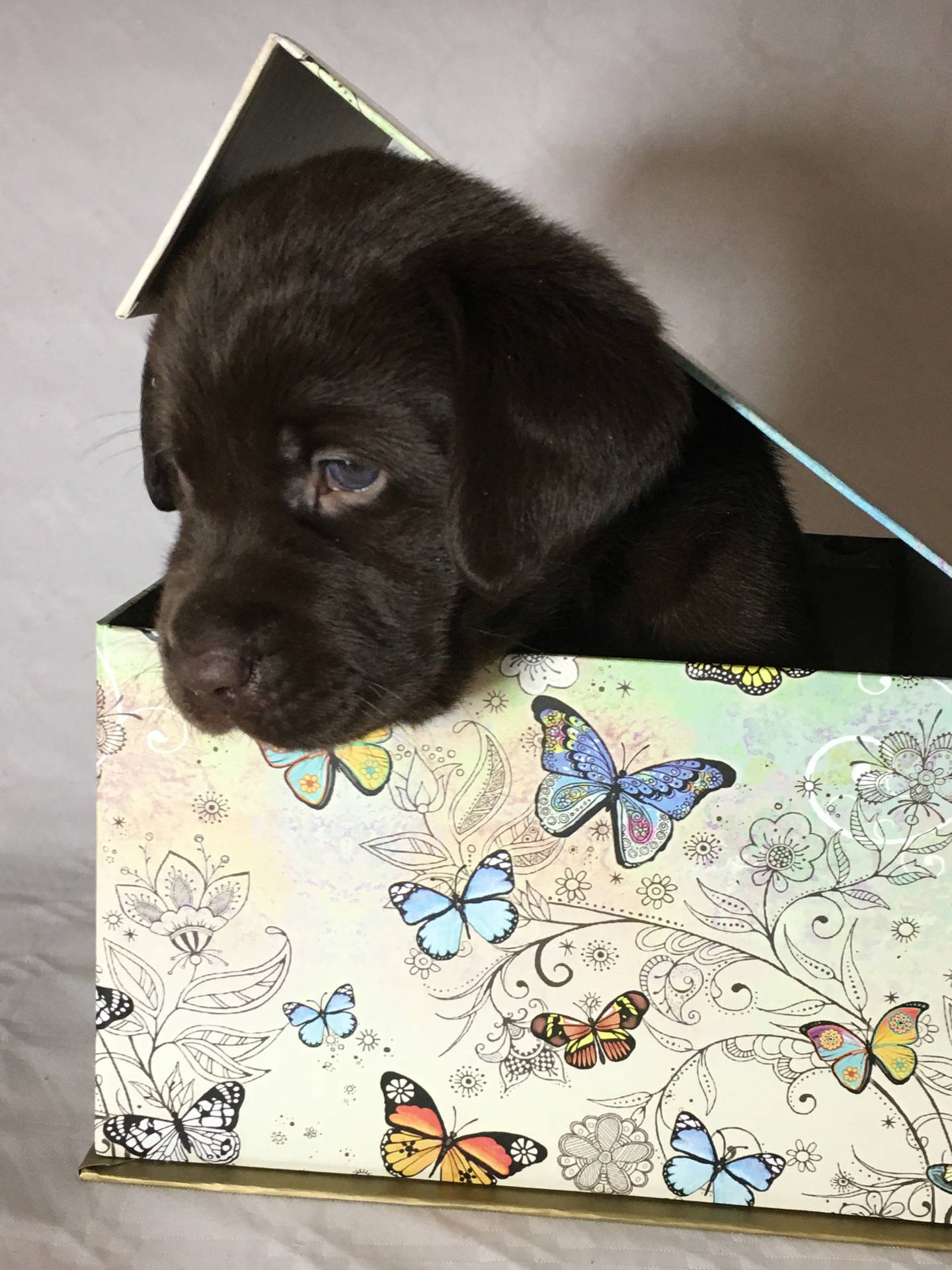 Hundauf Niedlicher Schmetterlingsbox Wallpaper