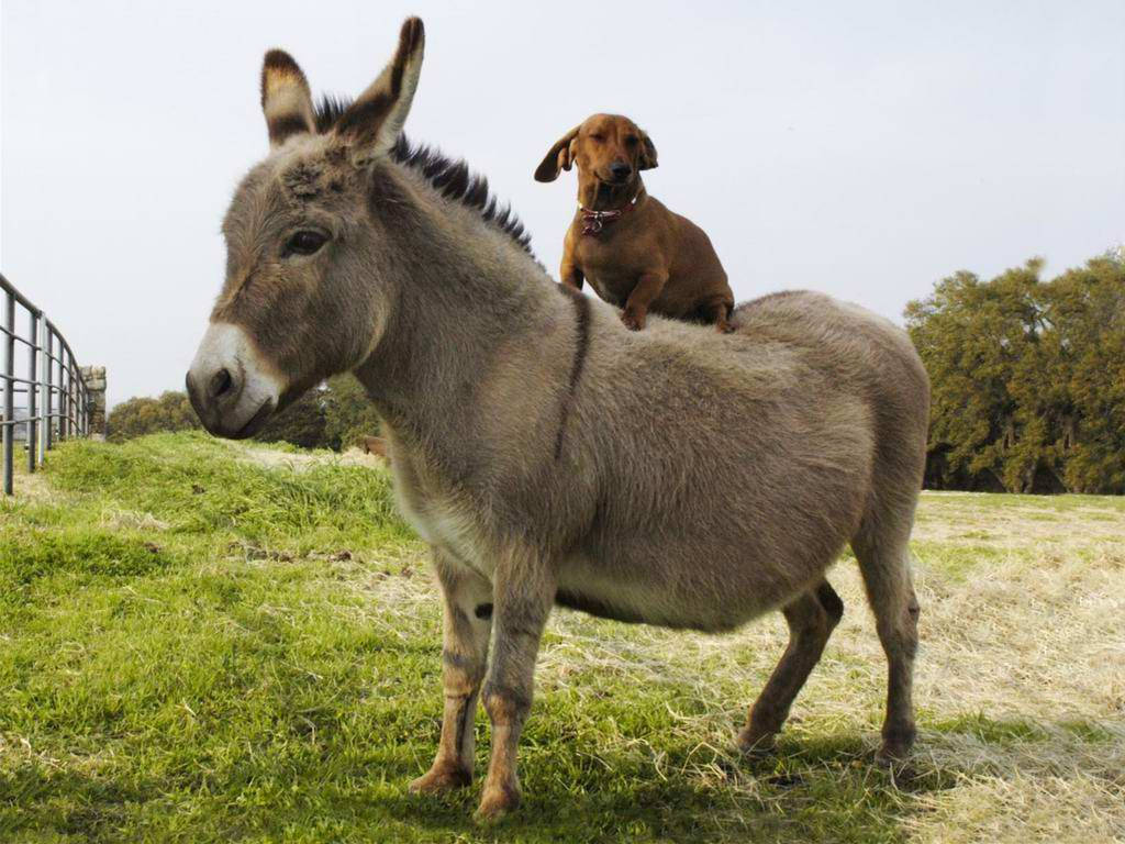 Free Donkey Wallpaper Downloads, [100+] Donkey Wallpapers for FREE |  