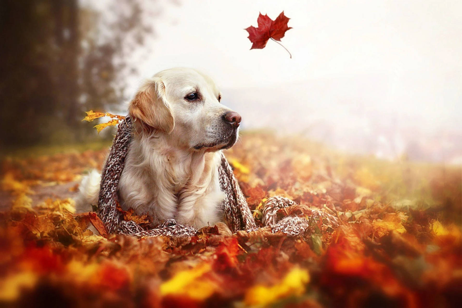 Dog On Leaves Of Fall Season Wallpaper