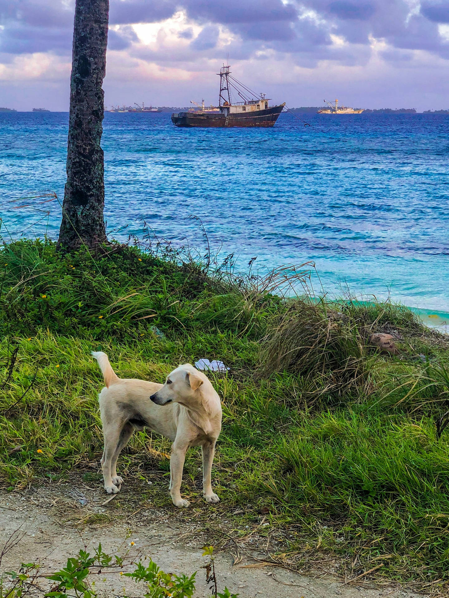 Dog On Marshall Islands Background