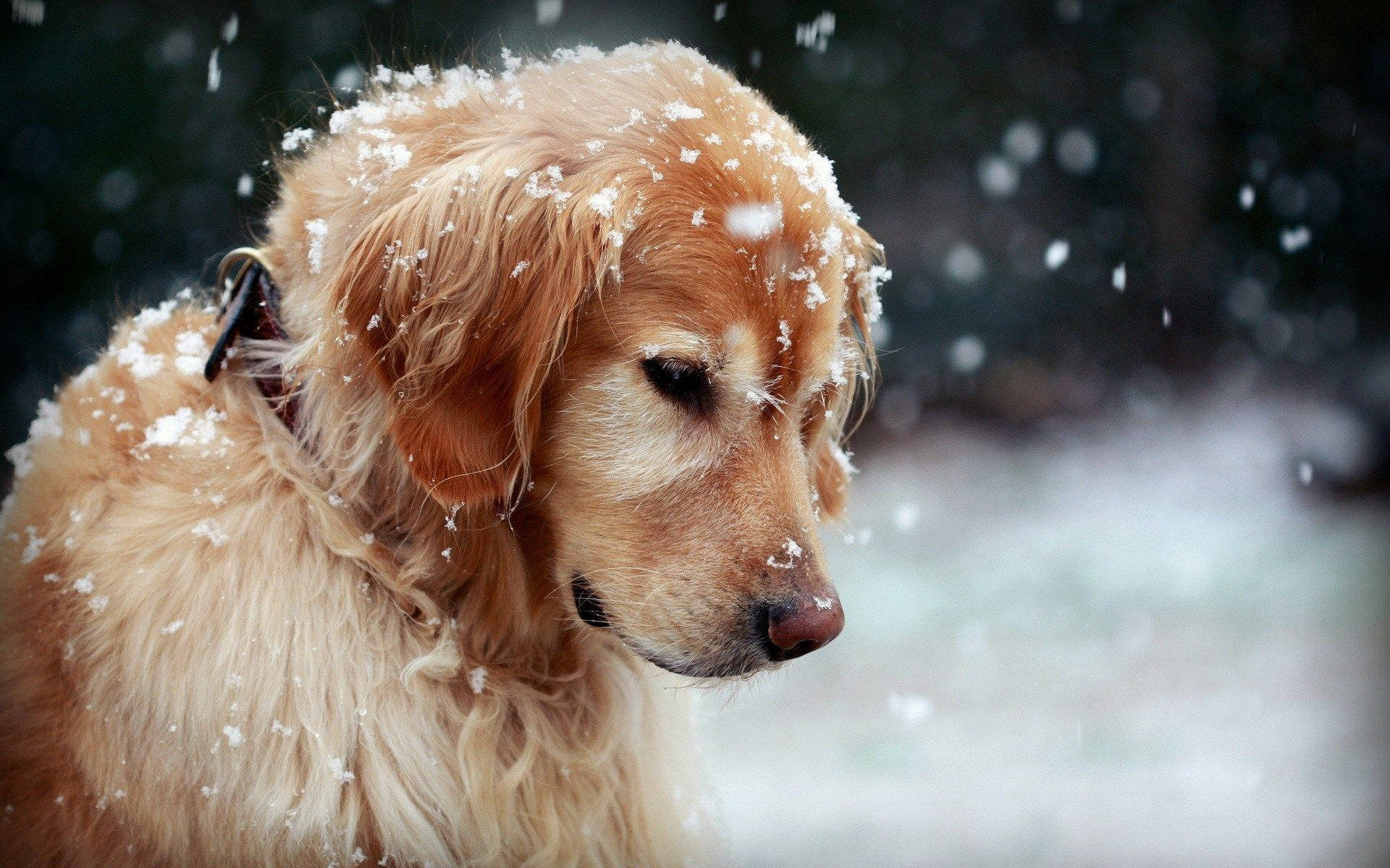 Dog On Snow Picture Wallpaper