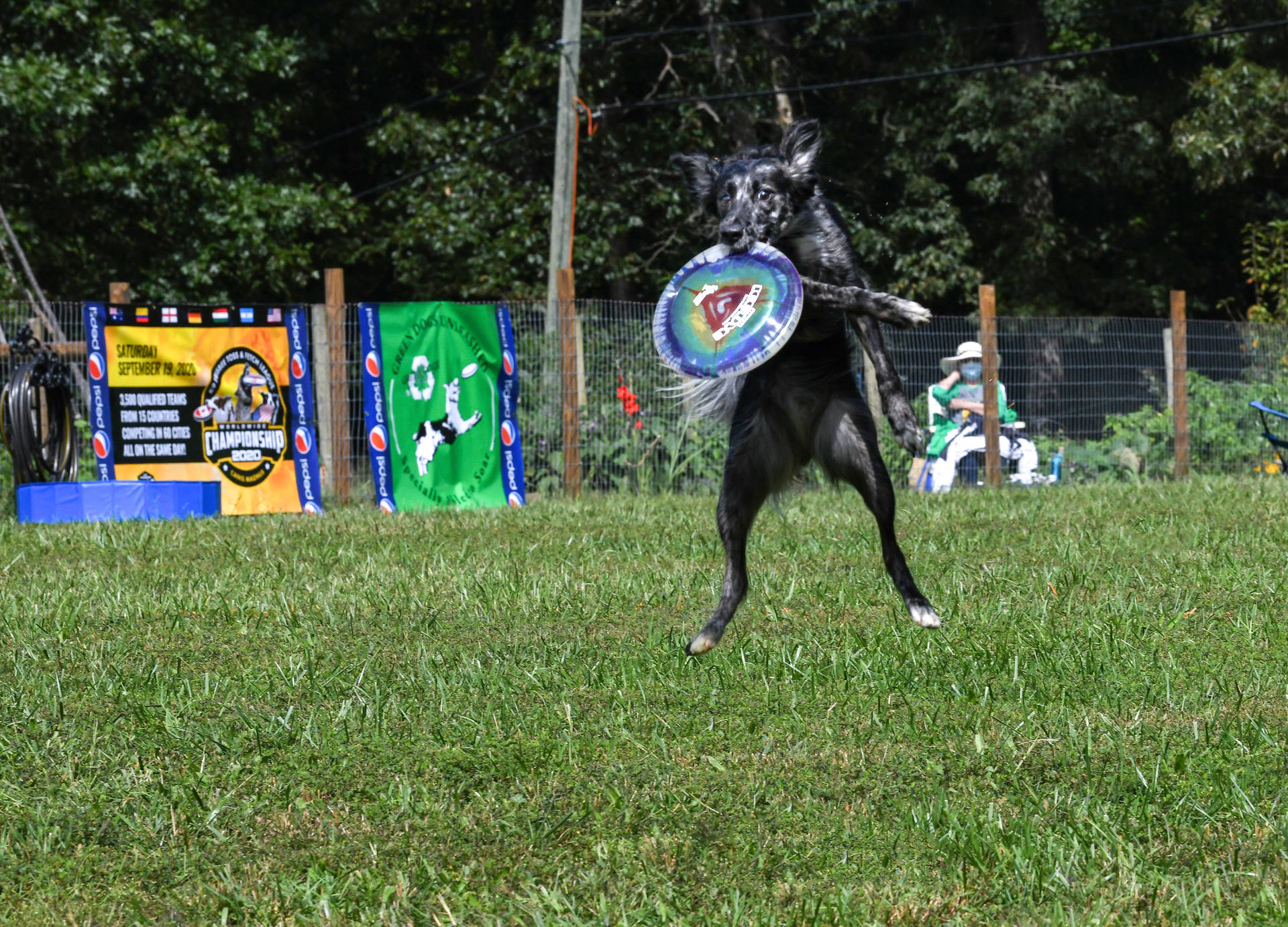 Frisbee Del Parco Per Cani Sfondo