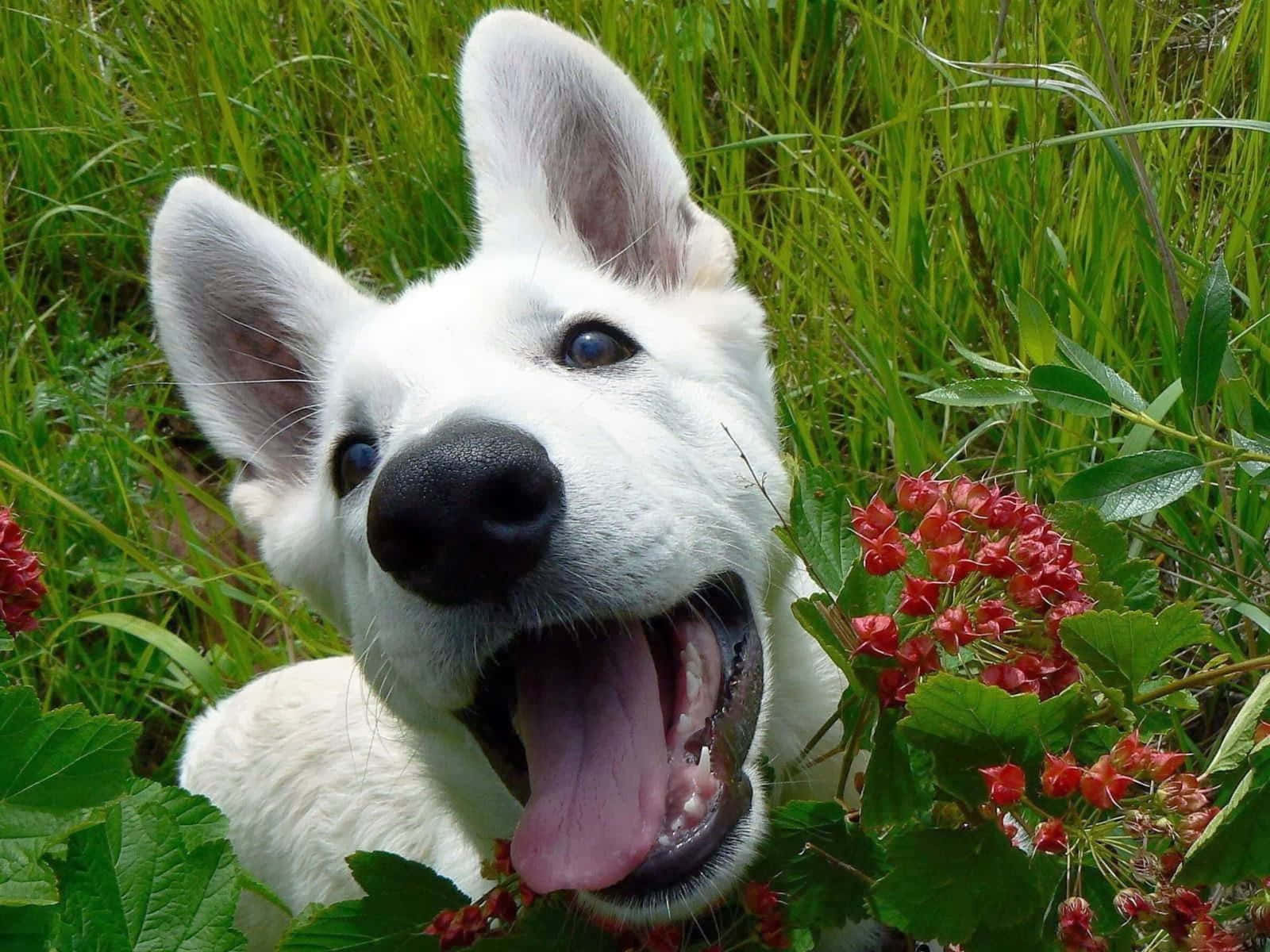 Lustigesbild Von Einem Hund Mit Herausgestreckter Zunge