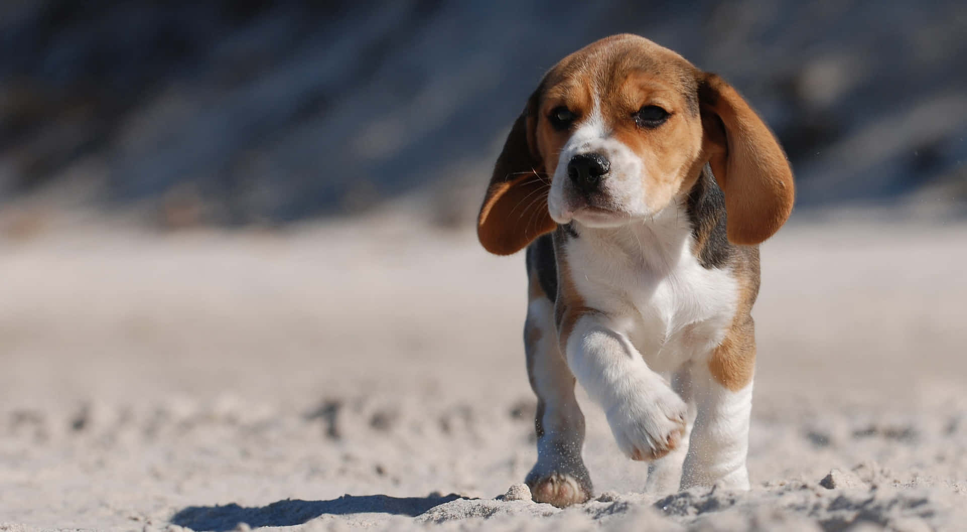 Beagle Puppy Walking Picture