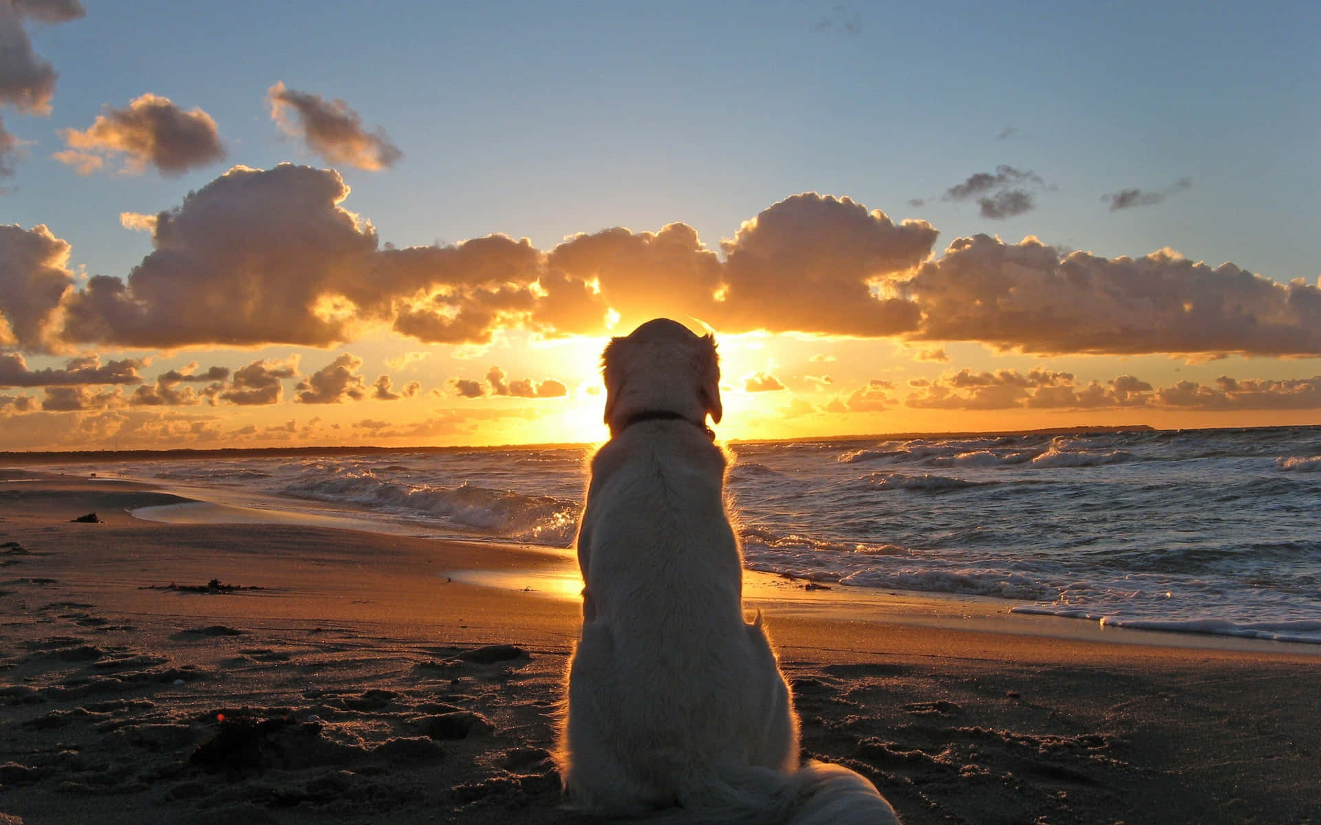 Silhouettedi Un Cane In Una Foto Della Spiaggia
