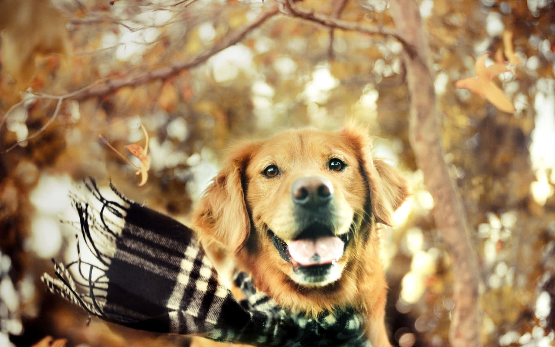 Goldenretriever Hund Med Tørklæde Billede