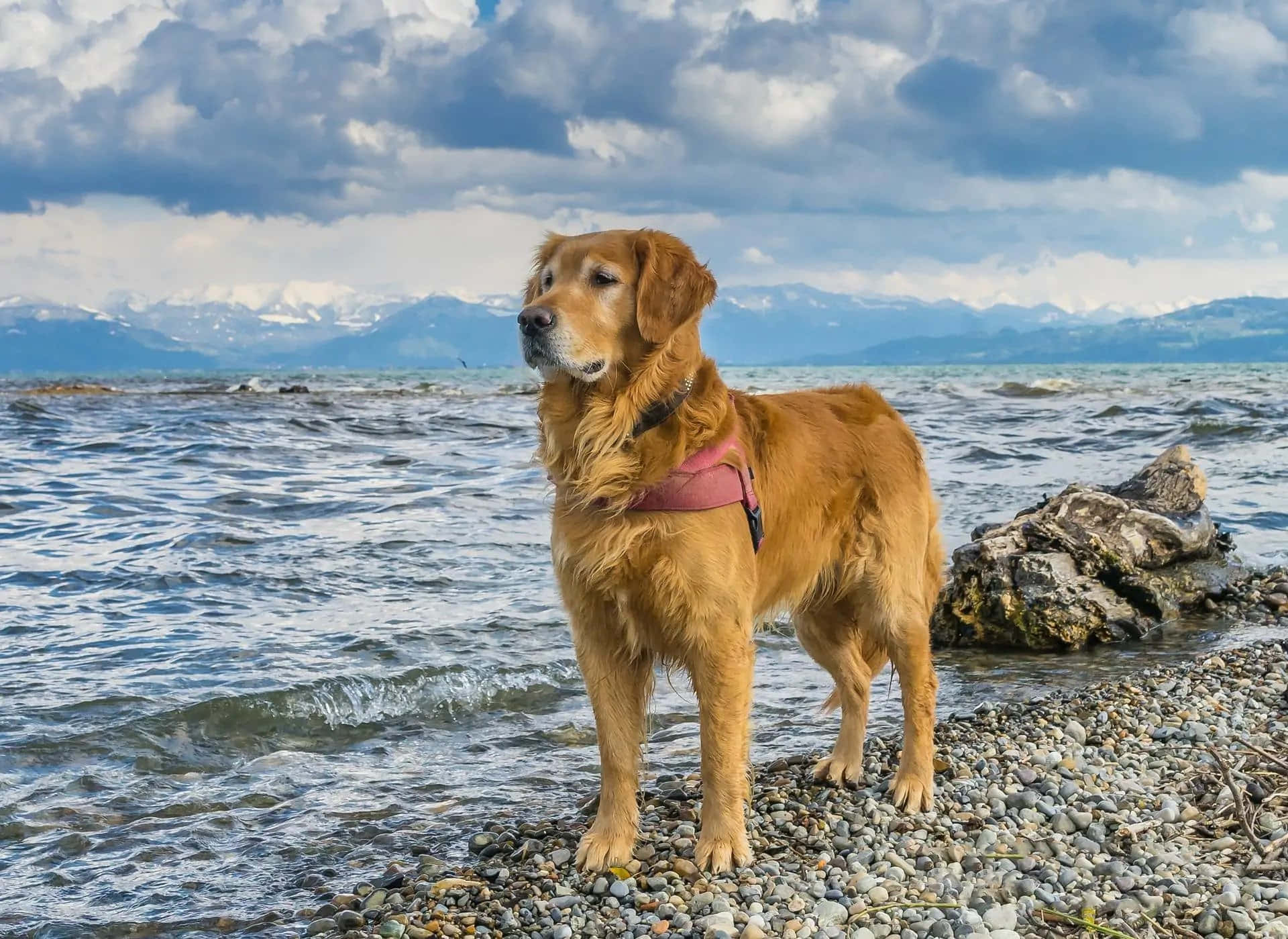 Golden Retriever On The Beach Picture