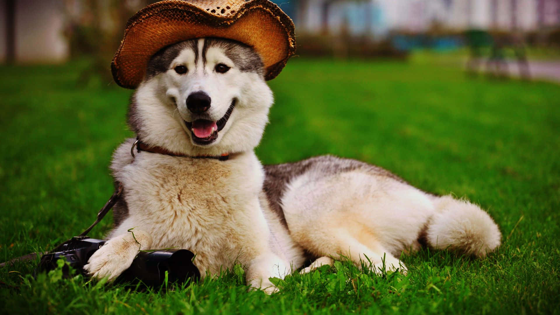 Billedeaf En Cowboy Sibirisk Husky Hund.
