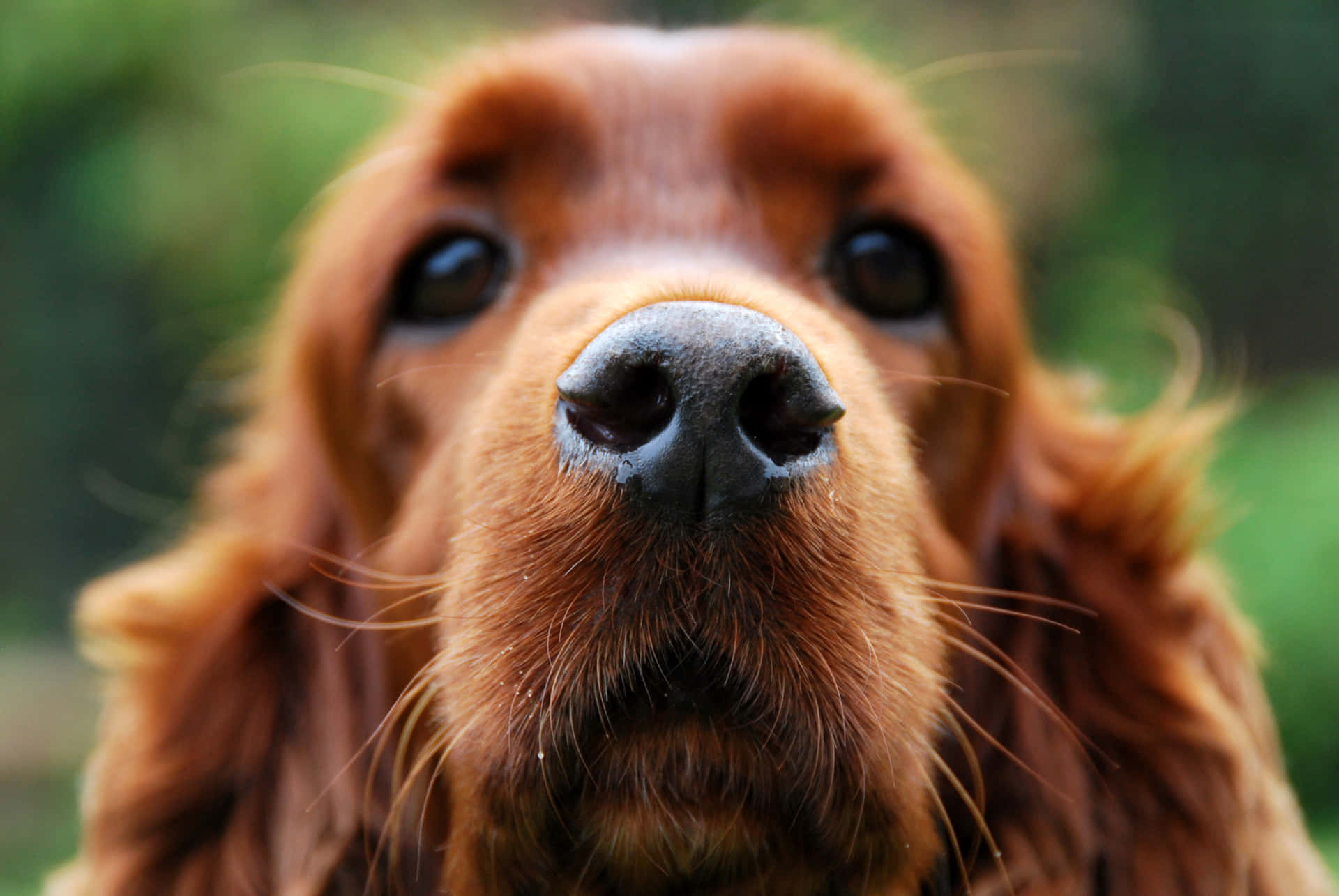 Bildpå En Brun Hunds Nos.