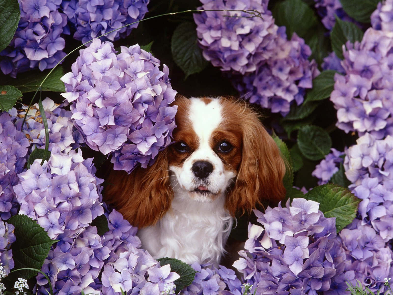 Cavalier King Charles Spaniel Dog Sneaking Picture