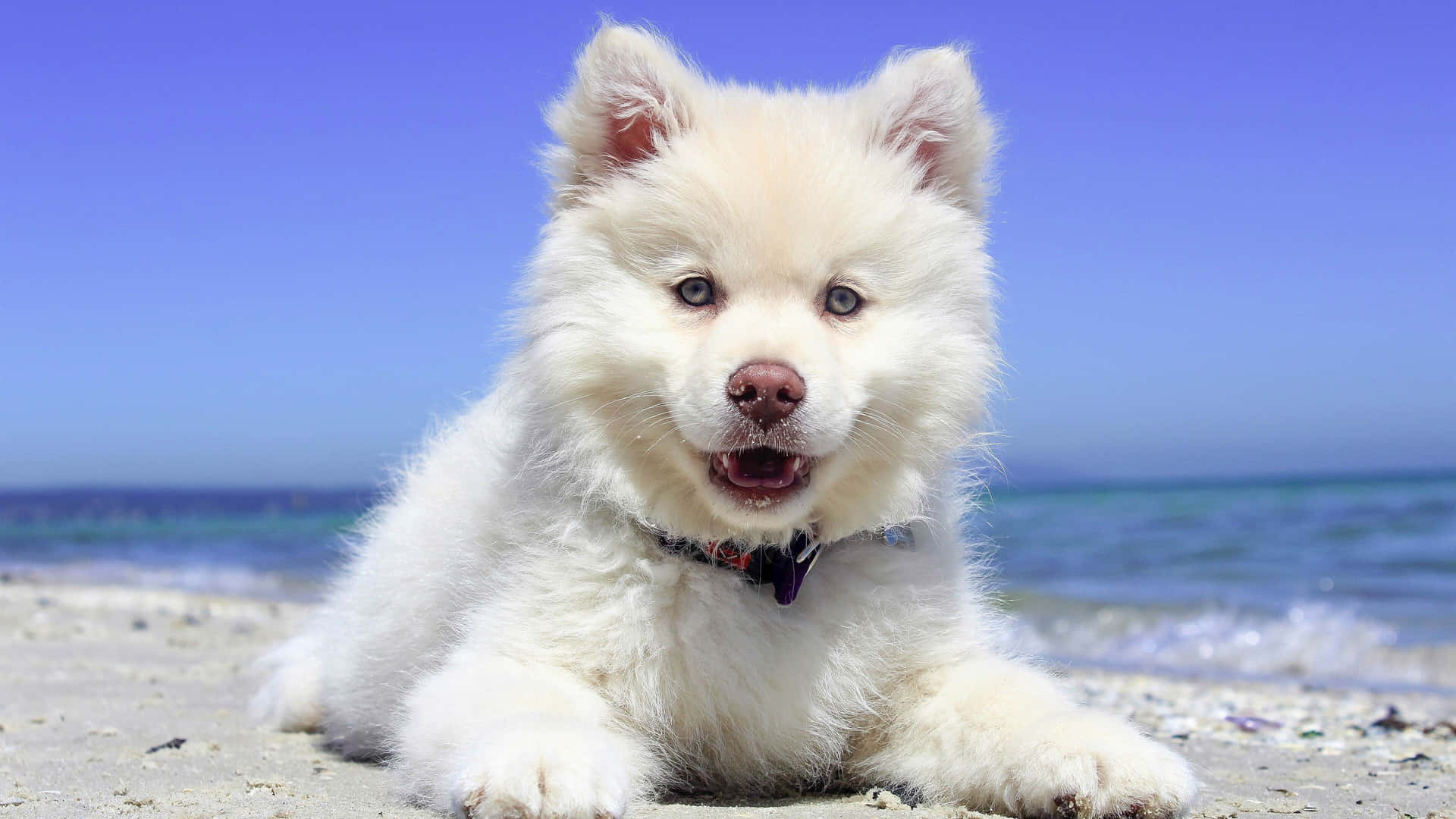 Samojedehvalp Hund På Strandens Sand Billede