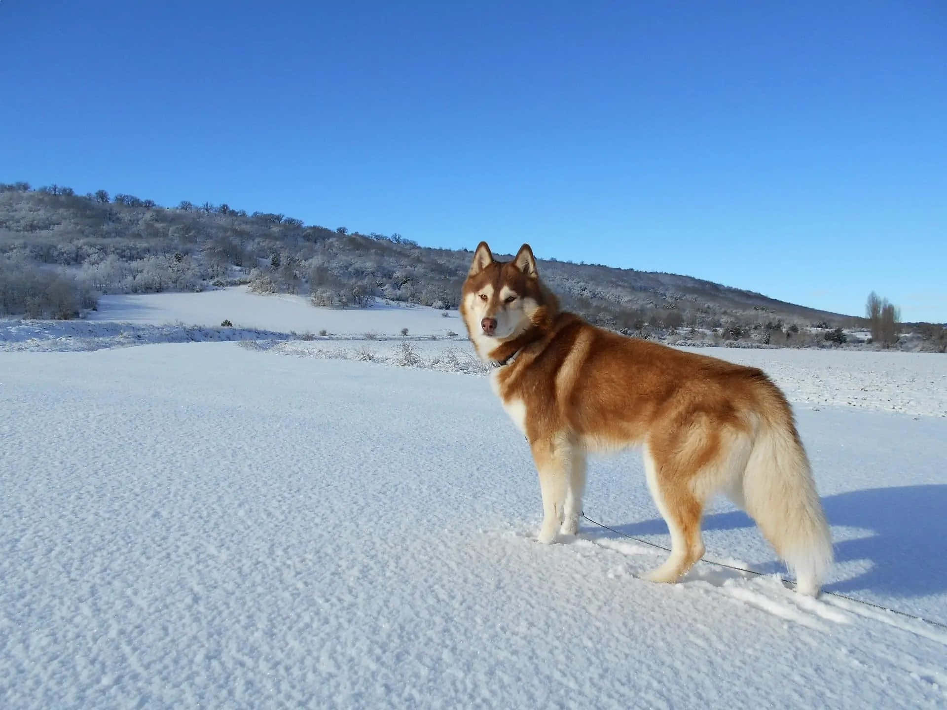 Fotode Um Cão Husky Em Um Campo De Neve