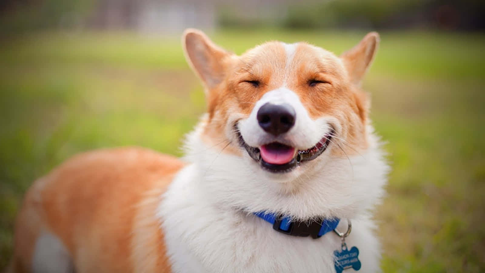 Corgi Dog Smiling Picture