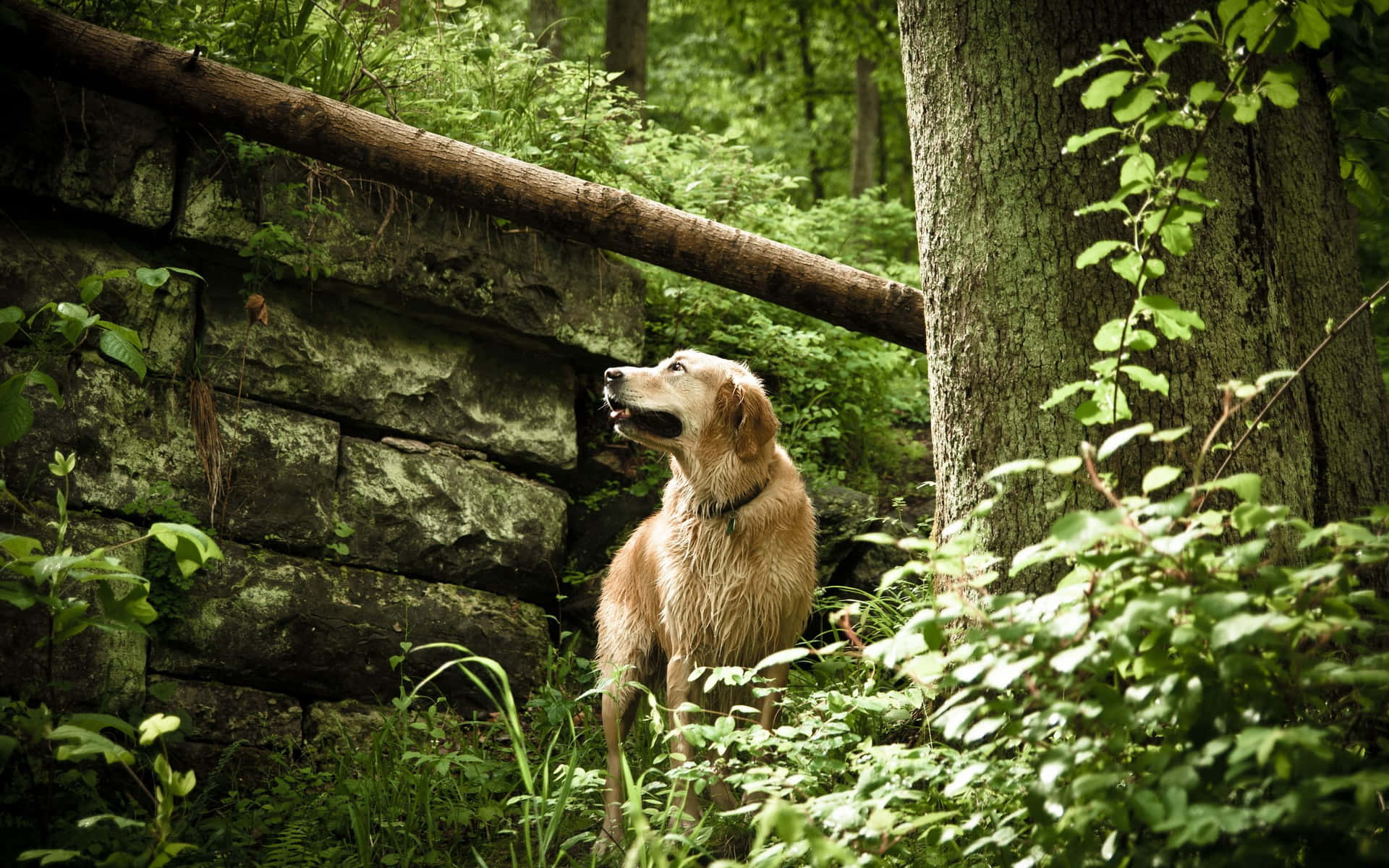 Brunhund I Skogen Bild