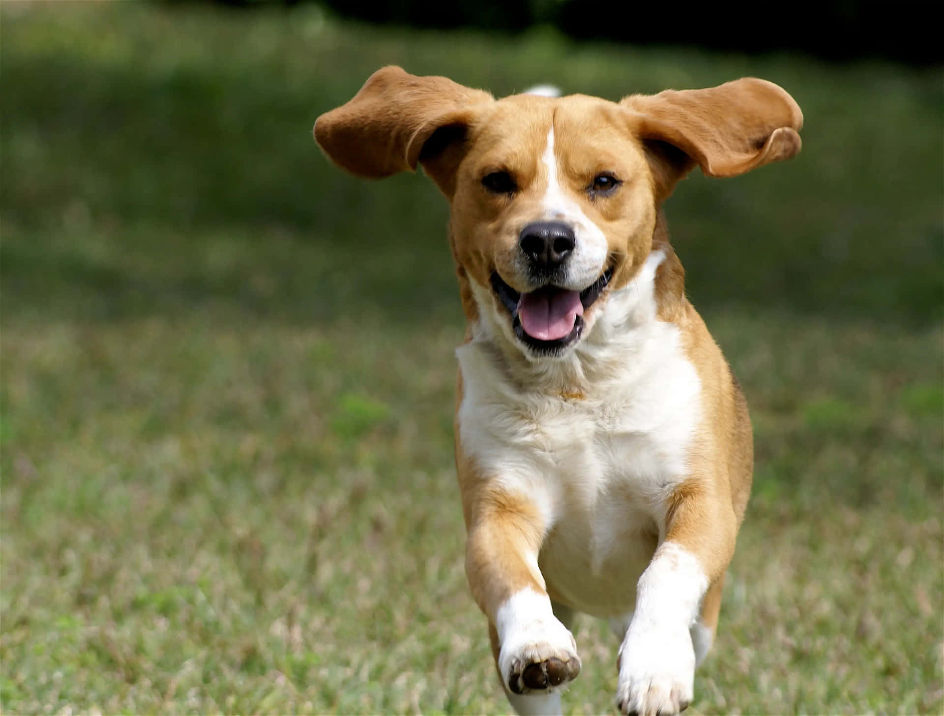 Løbendebillede Af En Beagle Hund