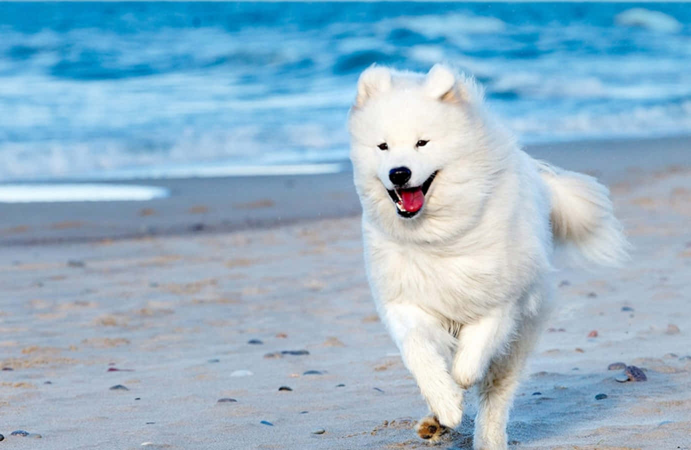 Imagende Un Perro Samoyedo Corriendo