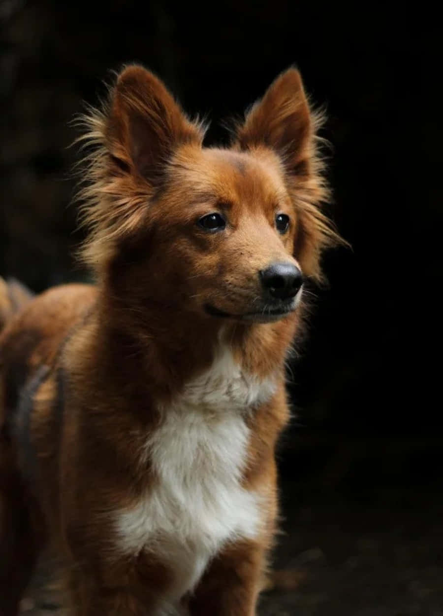 Alopekis Dog Portrait Picture