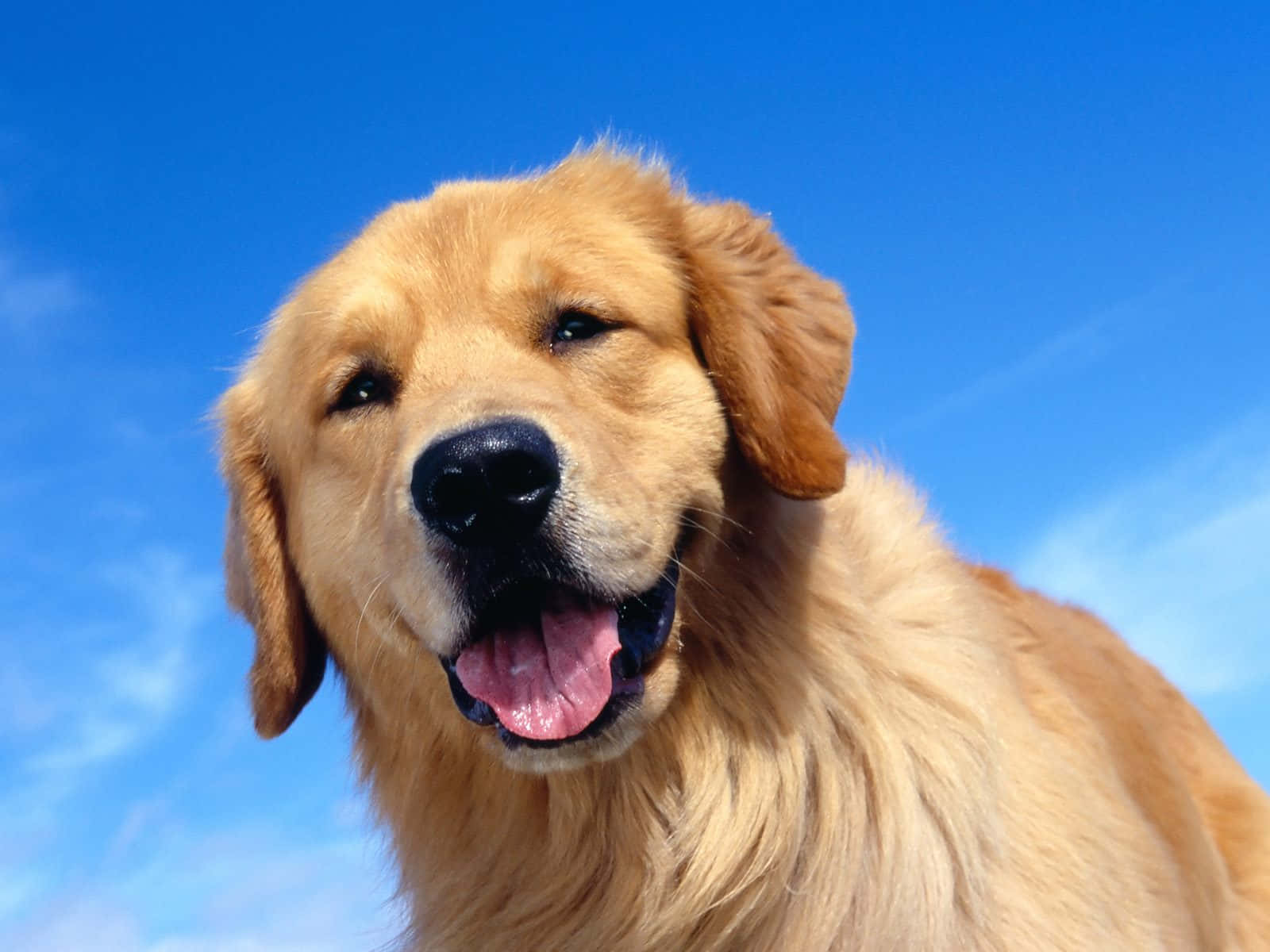 Bildav En Golden Retriever-hund Under En Blå Himmel