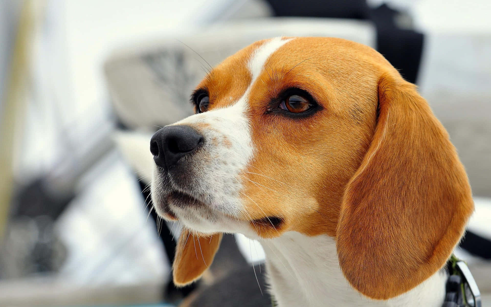 Fokuseretbillede Af En Beagle Hund