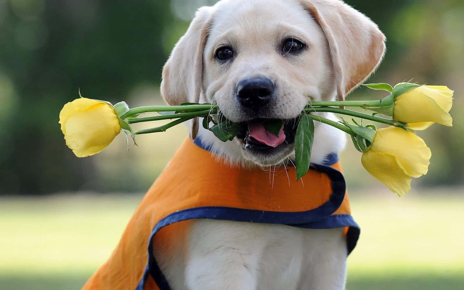 Labrador Retriever Dog Biting Roses Picture