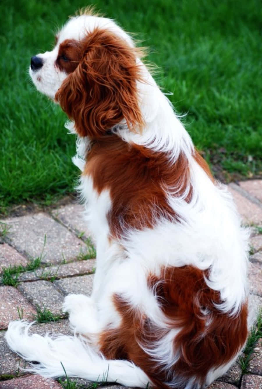 Billedeaf Cavalier King Charles Spaniel Hund