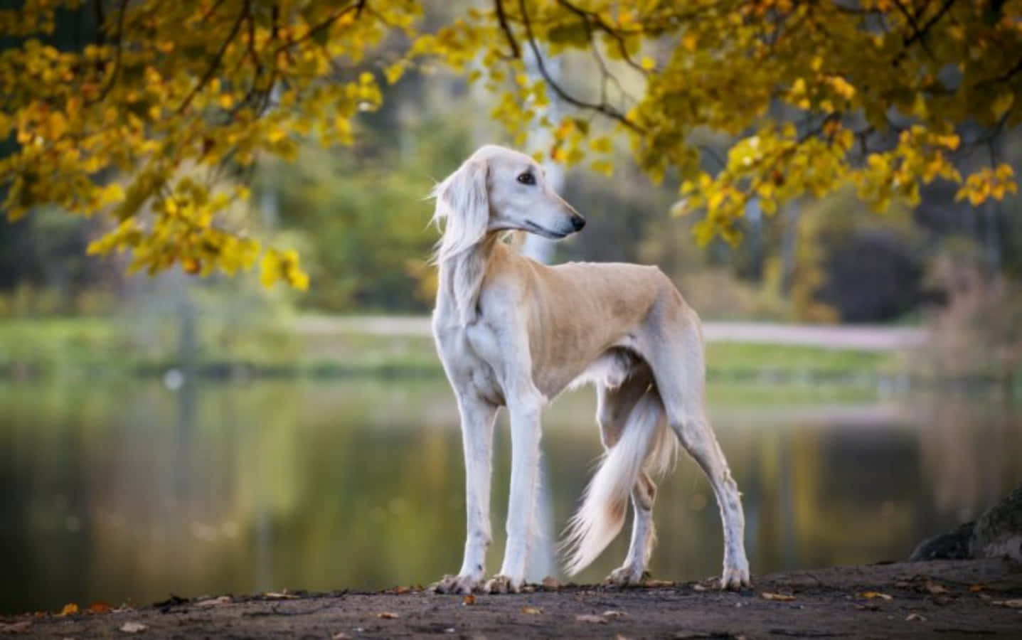 Schönesbild Eines Stehenden Saluki-hundes