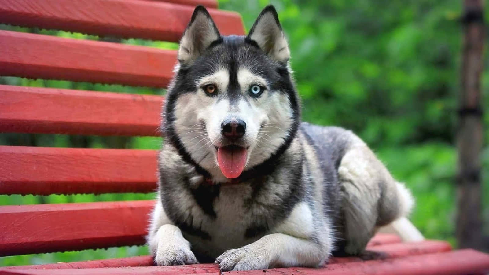 Husky Dog On Red Bench Picture