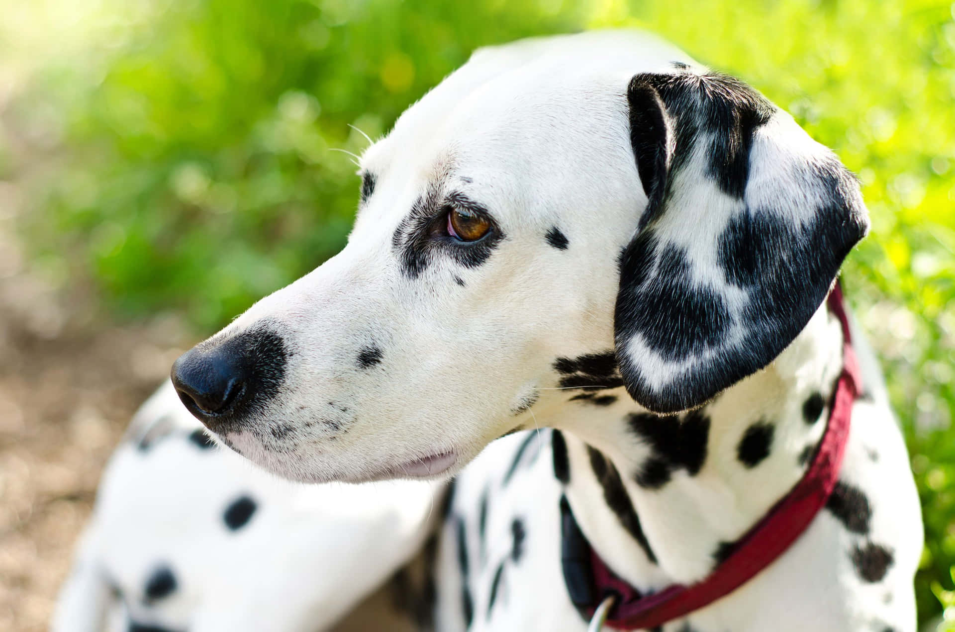 Dalmatian Dog Picture