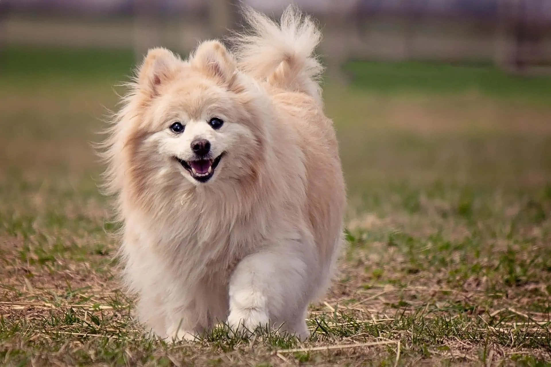 Löpandebild På En Pomeranian Hund