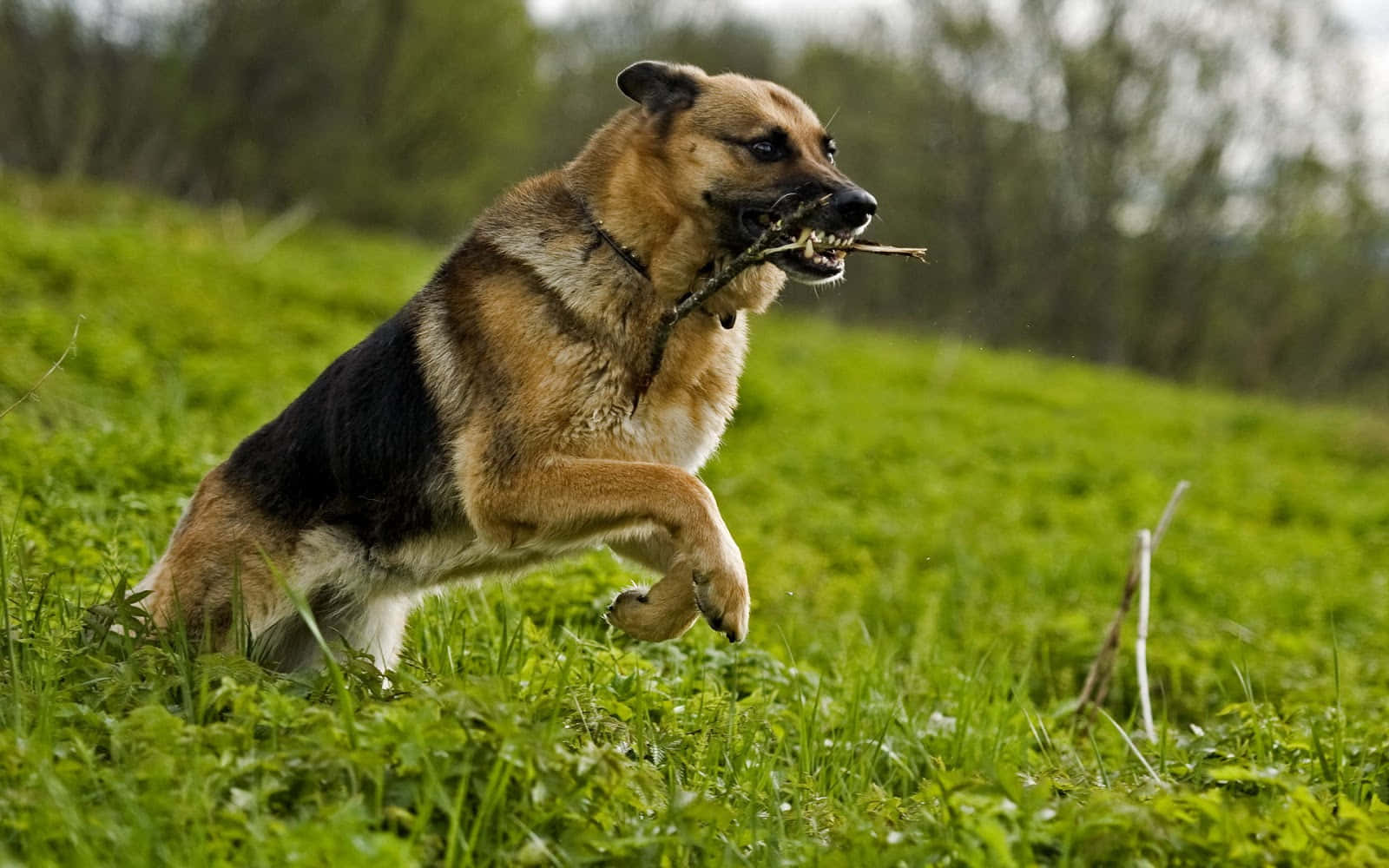Tyskhyrdehund Jagtbillede