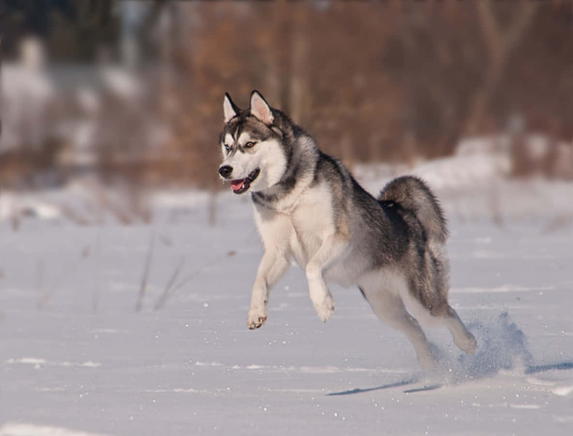 Immaginedi Un Cane Siberian Husky Che Salta
