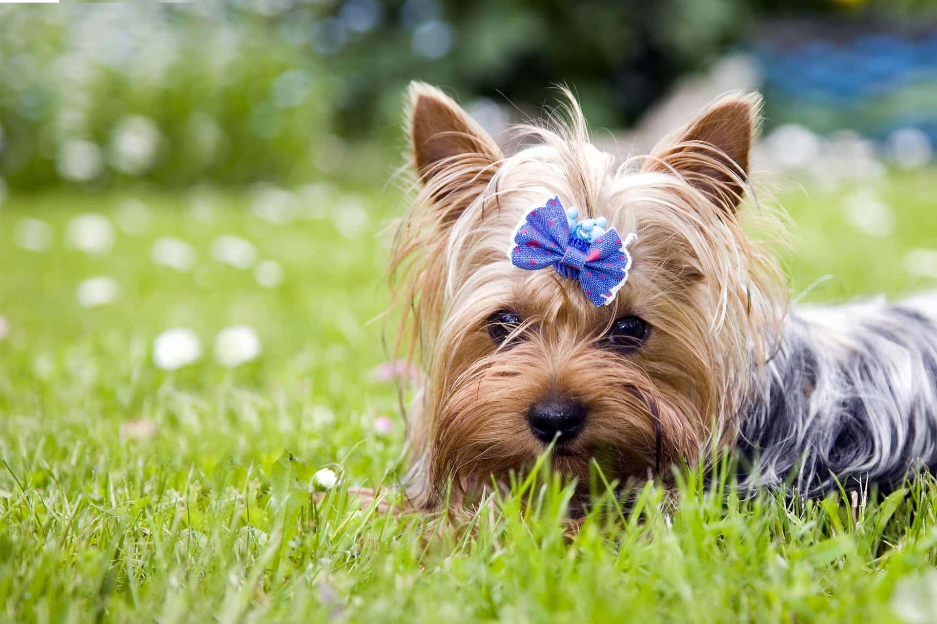 Yorkshire Terrier Dog Picture