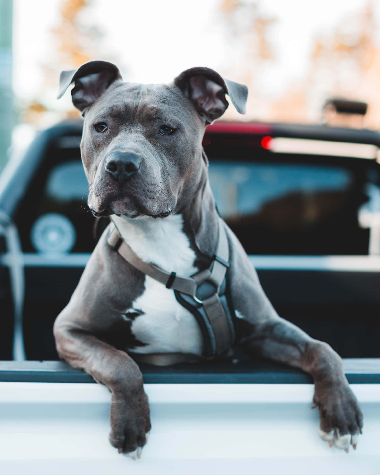 Dog Pitbull In The Back Of A Car Wallpaper