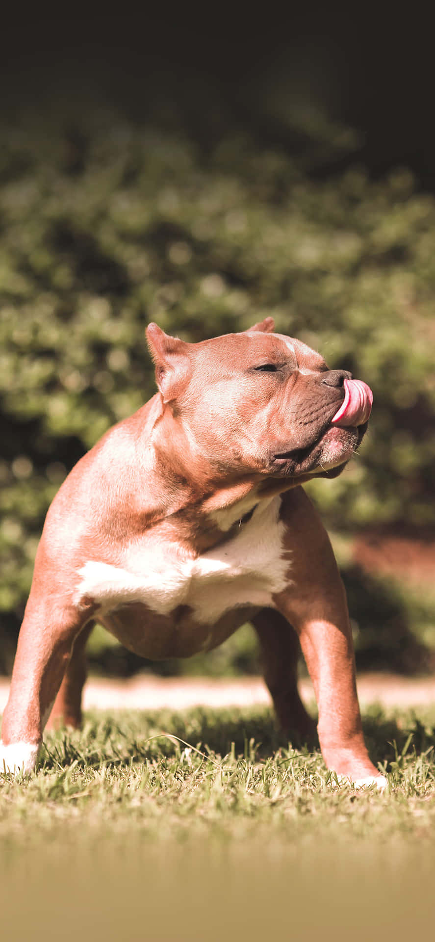 Dog Pitbull Licking Wallpaper