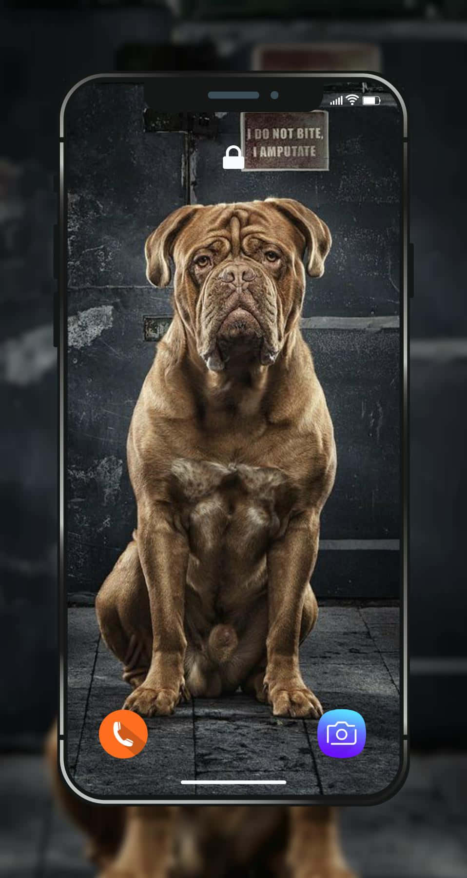 Dog Pitbull Phone Lockscreen Background