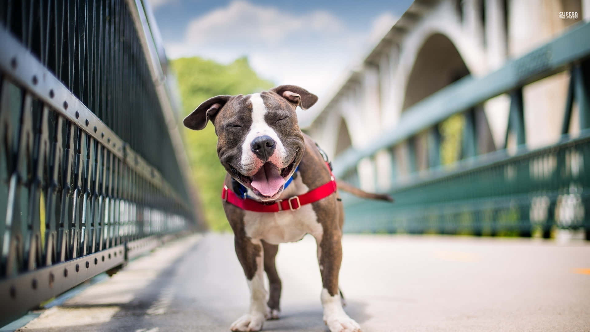 Dog Pitbull On Bridge Pictures