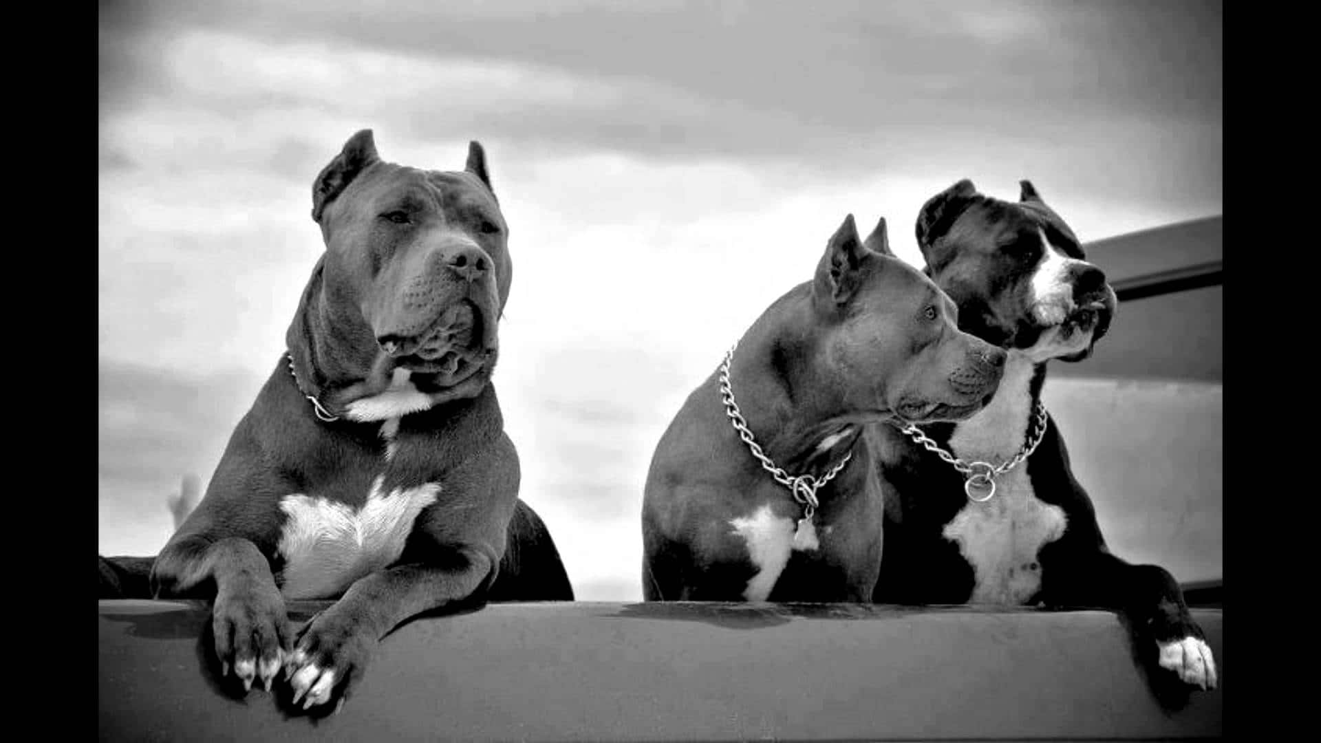 Pack Of Three Dog Pitbull Pictures