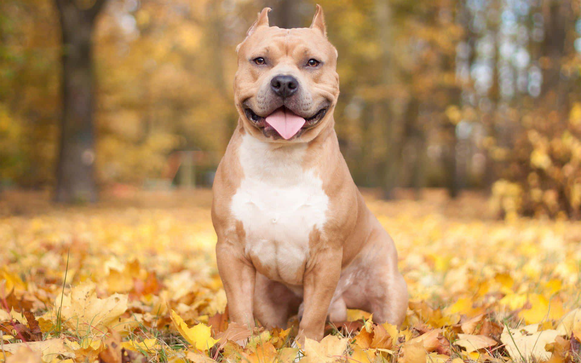 Cute Dog Pitbull Autumn Pictures