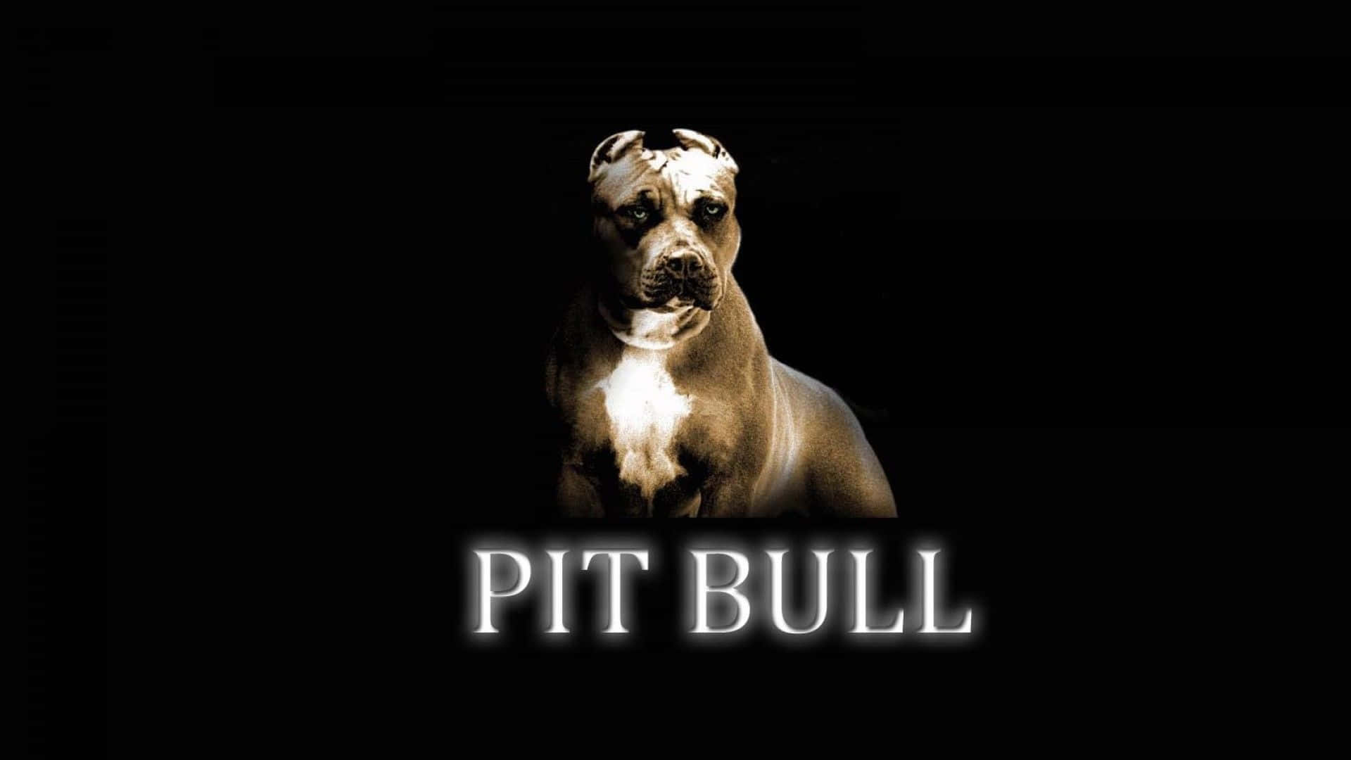 Dog Pitbull Amoled Deep Dark Pictures